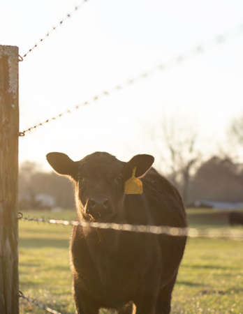 Portrait of an Angus calf bathed in golden hour sunlight standing near a barbed wire fence looking...