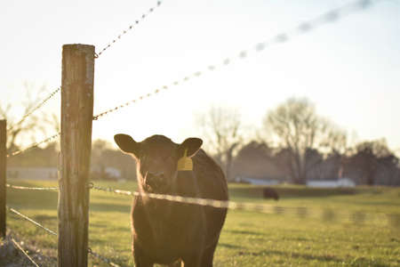 Angus calf bathed in golden hour sunlight standing near a barbed wire fence looking at the camera with negative space.の写真素材