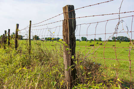 Agriculture background of a wire fence with cattle grazing in the distant background.の写真素材