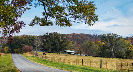 Rural Appalachian landscape with country road next to a pasture with cattle with autumn foliage in the background.の写真素材