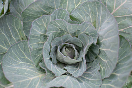 Close up image of a cabbage (Brassica oleracea) plant before it has headed.の写真素材