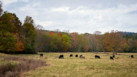 Group of cattle and donkeys grazing in an autumn Appalachian pasture.の写真素材
