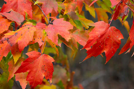 Background image of brightly colored red maple leaves.の写真素材