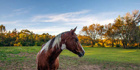 Web banner of a pinto horse looking to the right with beautiful autumn background.の写真素材