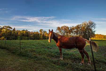 Lone chestnut gelding standing near fence in a pasture, illuminated by golden setting sun.の写真素材