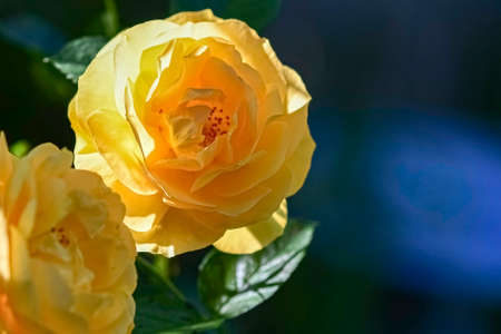 Delicate yellow roses to the left with blue and green bokeh negative space to the right.の写真素材