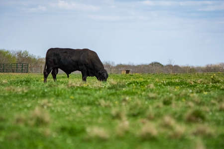 Low angle view of an Angus bull grazing in a lush springtime pasture with negative space.の写真素材