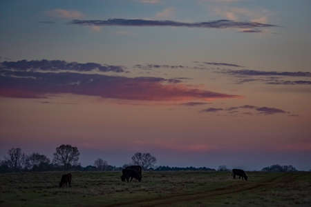 Angus cattle grazing in an early spring pasture at dusk under a colorful pink and purple sunset sky.の写真素材
