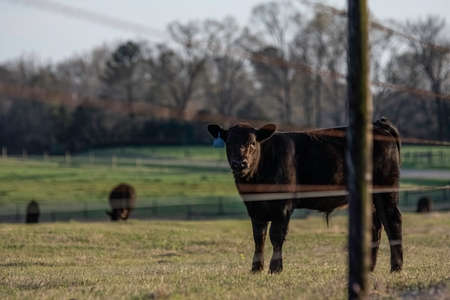 Young Angus bull calf looking at me looking at him through a barbed wire fence.の写真素材