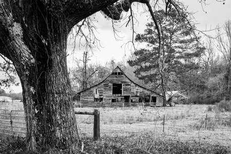 Monochrome image of an old, weathered and dilapidated barn in rural Alabama with large tree and fence out-of-focus in the foreground.の写真素材