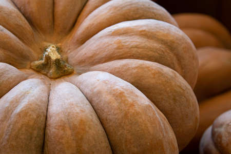 Autumn background of a close up of a Rumbo pumpkin.の写真素材