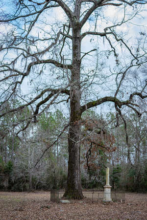 Orrville, Alabama, USA - Jan. 26, 2021: Large tree next to graves within the New Cemetery at Old Cahawba Archaeological Park - focus on the foreground.のeditorial素材