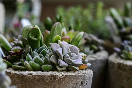 Succulent plant assortments in concrete planters with focus on the planter in the foreground.の写真素材