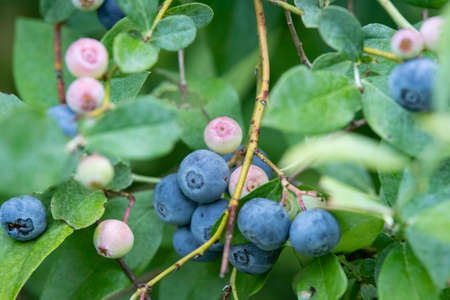 Close up of fresh blueberries ripening on the bush.の写真素材