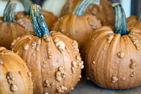 Background of Grizzly Bear decorative pumpkins on display at a produce market in autumn.の写真素材