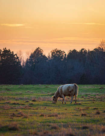 Lone white cow grazes in an early springtime pasture backlit by the setting sun.の写真素材