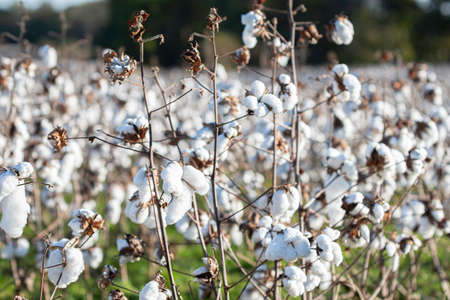 Defoliated cotton plants in a field ready for harvest in Alabama.の写真素材