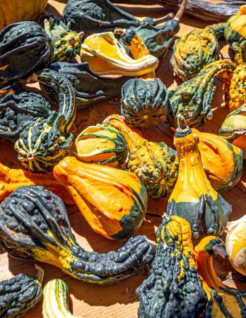 Natural background of assorted gourds on a wooden table at an autumn farmers' market.の写真素材