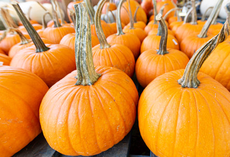 Close-up of a group of pie pumpkins used for baking at a farmers' market in autumn.の写真素材