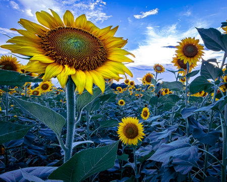 Close up of a common sunflower (Helianthus annuus) within a large sunflower field.の写真素材