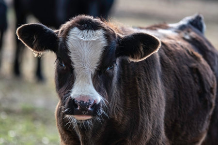Portrait of a cute Angus crossbred beef calf with a blaze on its face.