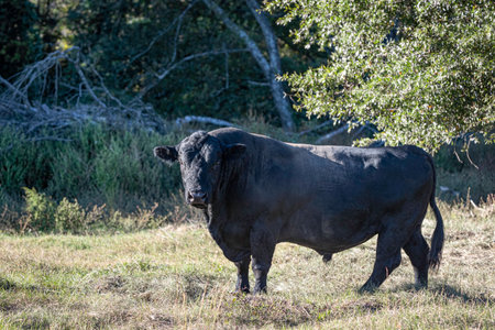 Large, mature, black Angus bull in late afternoon sunlight looking at the camera.の写真素材