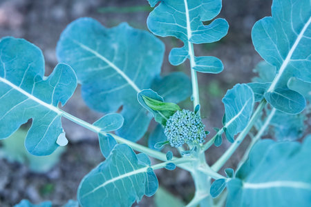 Close up of a single broccoli (Brassica oleracea) plant that is starting to head out.