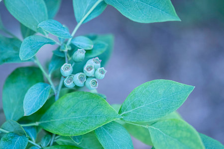 Unripe blueberries (Vaccinium simulatum) on a branch with unfocused background.の写真素材