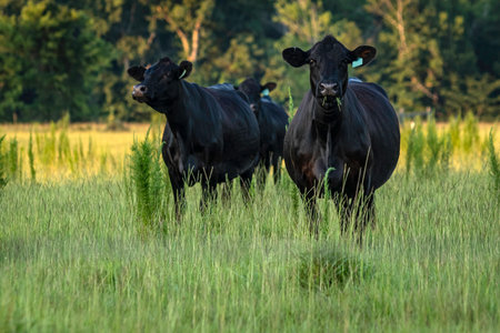 Black Angus cows in a pasture filled with dogfennel weed in central Alabama.の写真素材