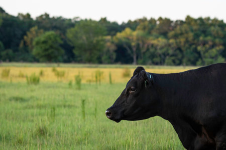 Angus brood cow head and neck looking to the left in the foreground with green Alabama pasture in the background out-of-focus.の写真素材