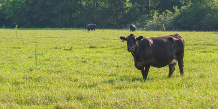 Angus crossbred beef cow in lush summertime pasture during late afternoon in Alabama with negative space.の写真素材