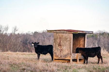 Two Angus calves next to a wooden mineral feeder in a January pasture in central Alabama with negative space above.の写真素材