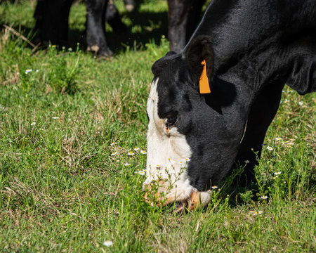 Close up of a Black baldy cow grazing with tongue grasping grass and negative space.