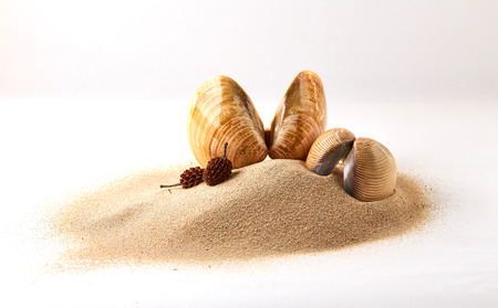 Kuching, Malaysia - Feb 22, 2017 - Clams shells on beach sand.