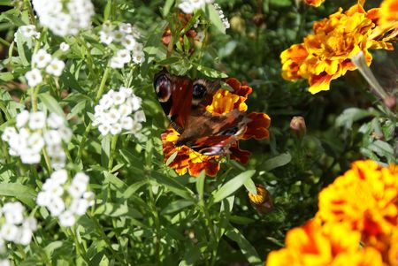Peacock 009の写真素材