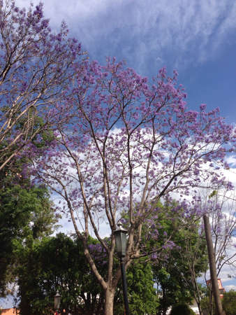 Purple tree