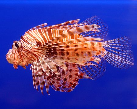 Lion Fishの写真素材