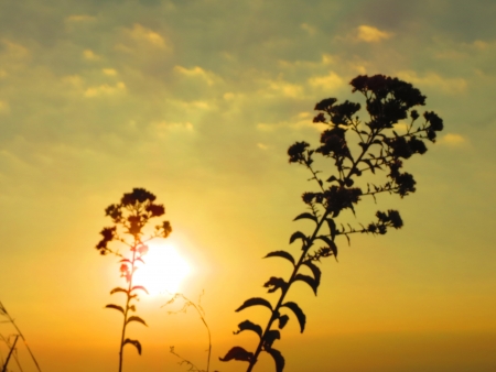 Flower Silhouette Background の写真素材