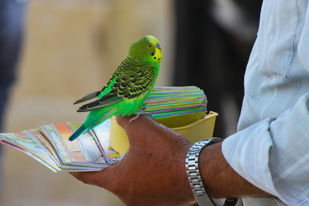Green little parrot reading future in Iran