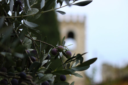 olive tree with an old castle in the backgroundの写真素材