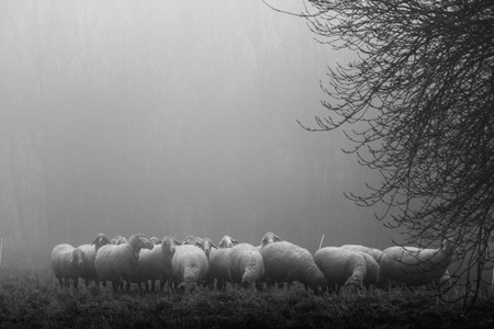 Sheep in black and white in November foggy lightの写真素材