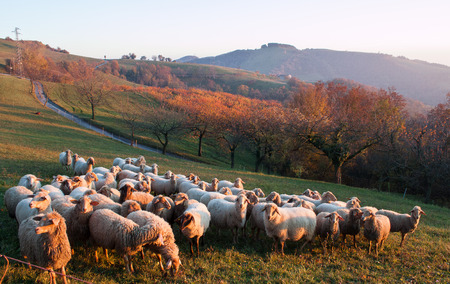 Sheep at late afternoon, fall season, colors, healthy environmentの写真素材