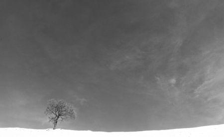 Lonely black and white tree on a snowy hillの写真素材