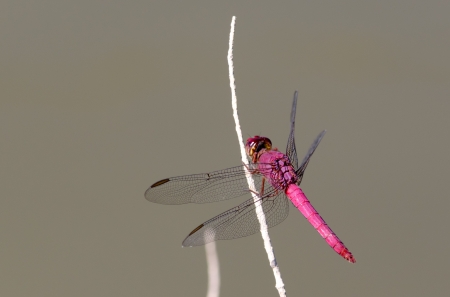 pink dragonflyの写真素材