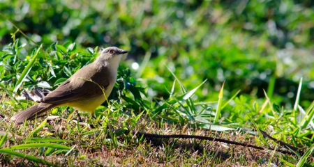 A great kiskadee standing on grassの写真素材
