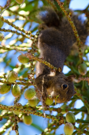 A squirrel eating some fruits while hanging upside-downの写真素材