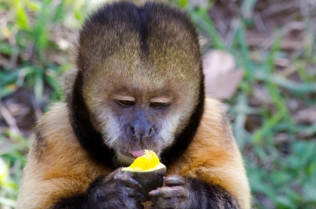 Monkey lickingの写真素材