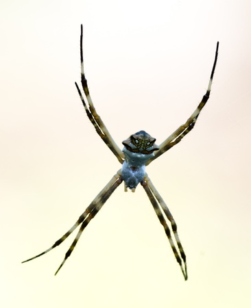 Scary spider