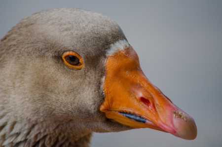 Close up shot of a duckの写真素材