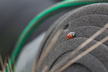 A ladybird taking a restの写真素材